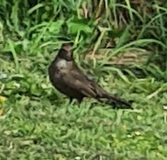 Turdus merula merula