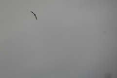 Sturnus vulgaris