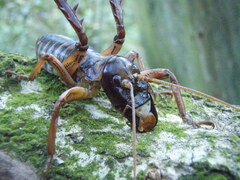 Hemideina crassidens