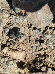 Phidippus ardens