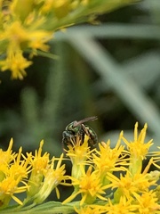 Augochlorella aurata
