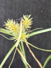 Cyperus retroflexus