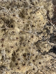 Clematis pauciflora