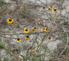 Helenium elegans