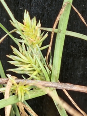 Cyperus retroflexus