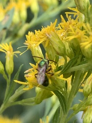 Augochlorella aurata