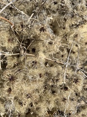 Clematis pauciflora