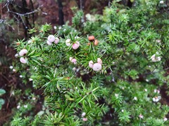 Leptecophylla juniperina