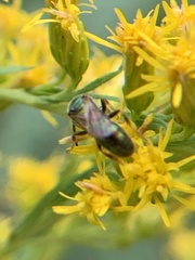 Augochlorella aurata