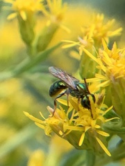 Augochlorella aurata