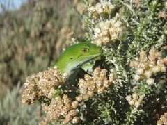 Naultinus manukanus