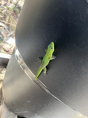Phelsuma laticauda