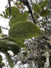 Xylosma spiculifera
