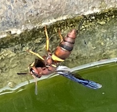 Euodynerus crypticus