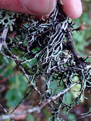 Hypogymnia duplicata