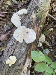 Trametes gibbosa