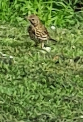 Turdus philomelos clarkei