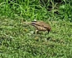 Turdus philomelos clarkei