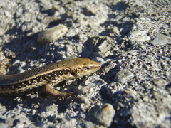 Oligosoma kokowai