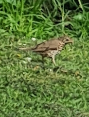 Turdus philomelos clarkei