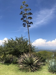 Agave tequilana