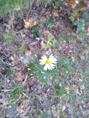 Boltonia asteroides
