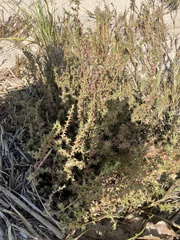 Salsola kali