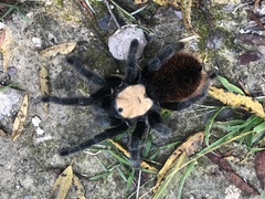 Brachypelma albiceps