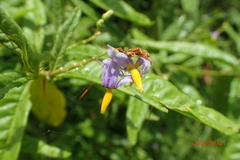 Solanum bahamense