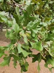 Quercus stellata