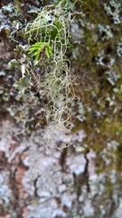 Ramalina thrausta