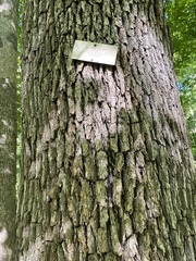 Quercus alba