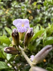 Duranta mutisii