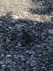 Sceloporus spinosus