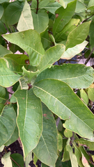 Chionanthus virginicus