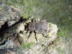 Syrphetodes marginatus