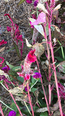 Celosia argentea