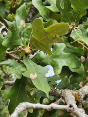 Quercus stellata