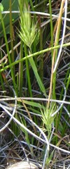Bromus madritensis