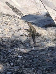 Sceloporus spinosus