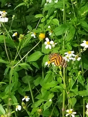 Eueides isabella eva