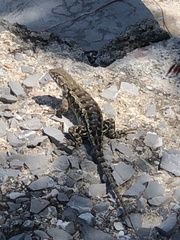 Sceloporus spinosus