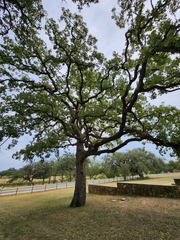Quercus stellata
