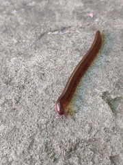 Thyropygus allevatus