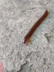 Thyropygus allevatus