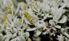 Cratystylis conocephala