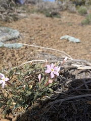 Phlox stansburyi