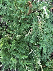 Selaginella pallescens
