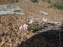Phlox stansburyi