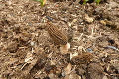 Morchella